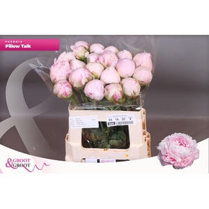 Paeonia Pillow Talk | XXL