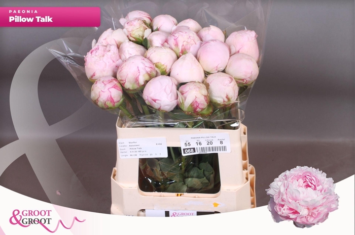 <h4>Paeonia Pillow Talk | XXL</h4>