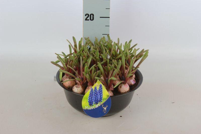 <h4>ARR MUSCARI</h4>