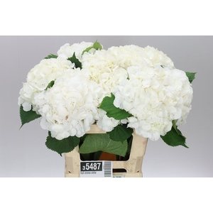 Hyd Verena White