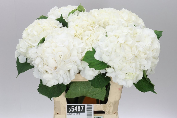 <h4>Hyd Verena White</h4>