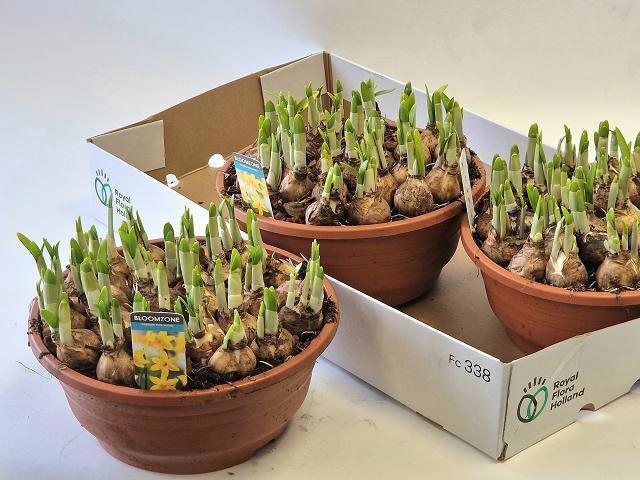 <h4>NARC O TETE A TETE</h4>