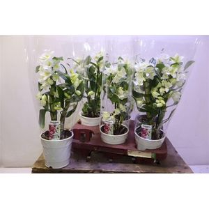 arr8 Dendr N S C Apollon