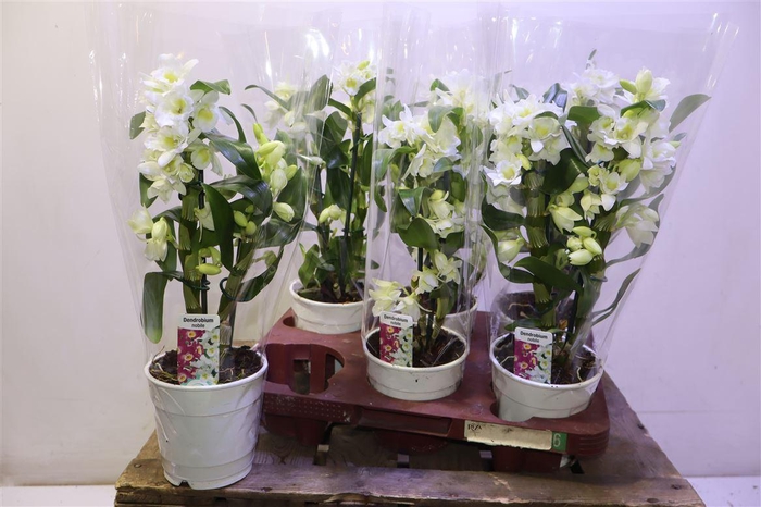 <h4>arr8 Dendr N S C Apollon</h4>