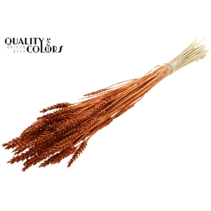 Triticum per bunch Intense Terracotta