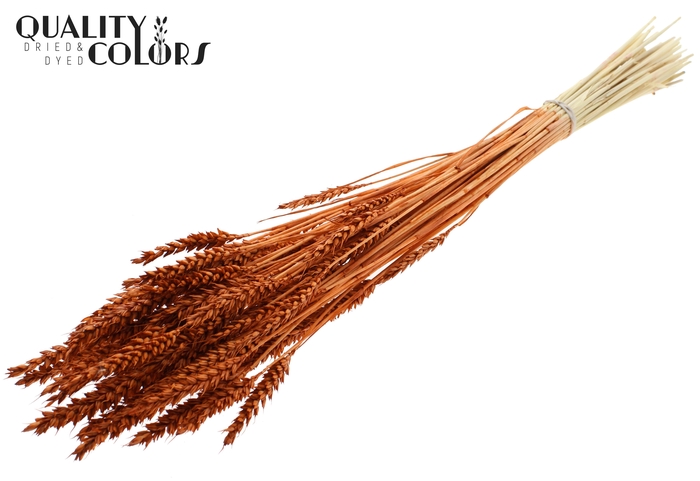 Triticum per bunch Bleached Terracotta