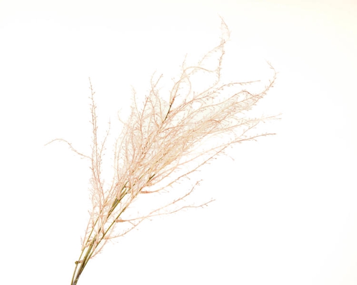 Coral Branch Pink Light