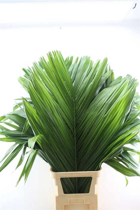 <h4>Arece Catechu</h4>