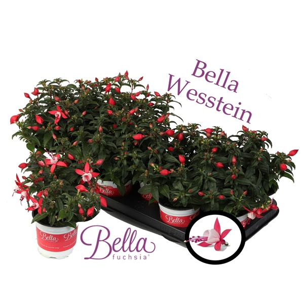 <h4>Bella Fuchsia 'Evita' ( Staand )</h4>