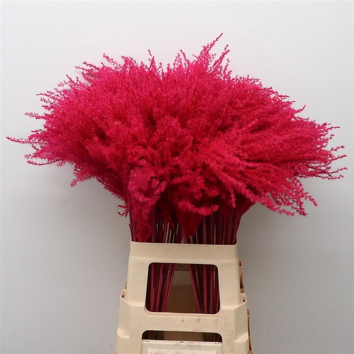 <h4>Dried Stipa Feather Cerise</h4>