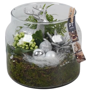 PTCHW4406 Arrangement Christmas White in glazen pot