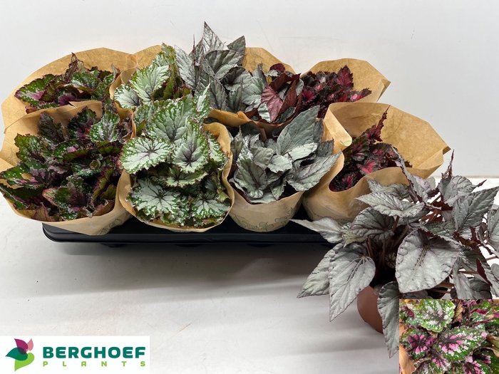 <h4>BEG BEL GEM</h4>