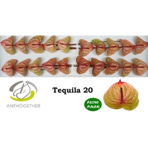 Anth A Tequila 9 cm X20 Flow Pack Oosterzon