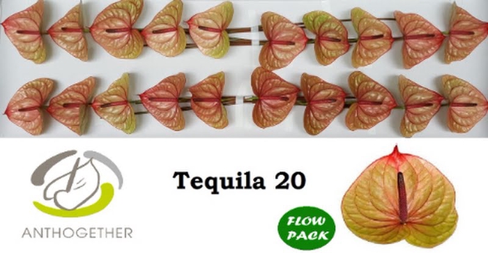 <h4>Anth A Tequila 9 cm X20 Flow Pack Oosterzon</h4>