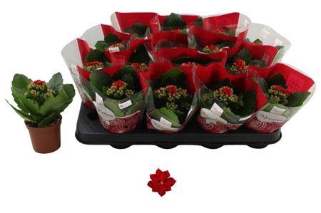 <h4>Kal Ge Don Justino</h4>