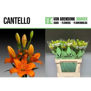 LI LA CANTELLO