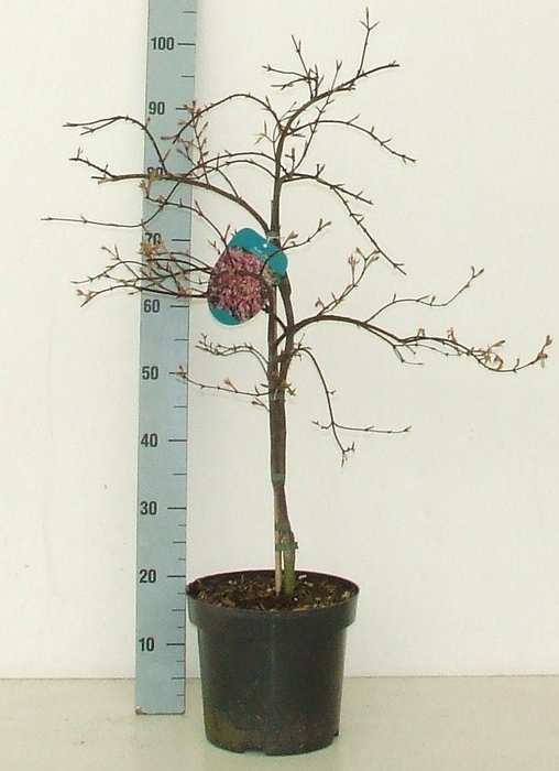 Acer palmatum 'Orangeola' P26 Full CC