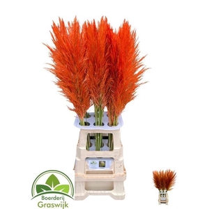 CORTADERIA COLORED ORANGE