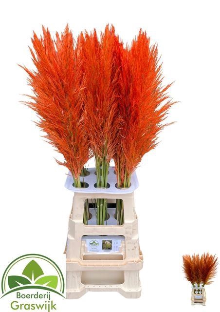 <h4>CORTADERIA COLORED ORANGE</h4>