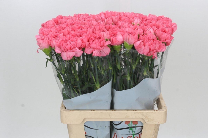 <h4>Dianthus St Cerisier</h4>