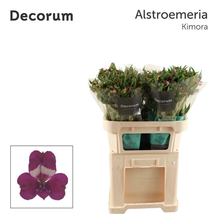 <h4>ALSTR KIMORA Decorum</h4>