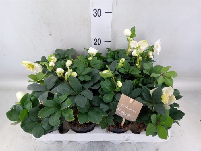 <h4>Helleborus niger 'Christmas Carol'</h4>