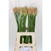 Nerine Vesta K