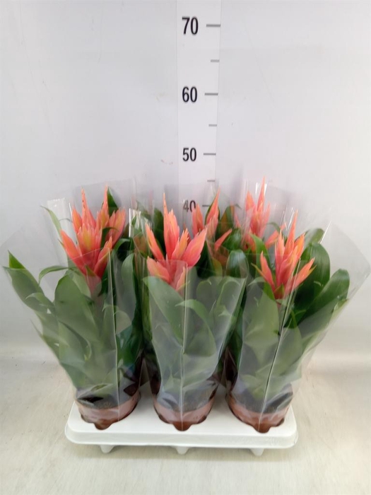 <h4>Tillandsia 'Ziva'</h4>