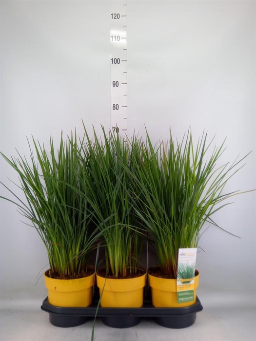 <h4>Dianella caerulea</h4>