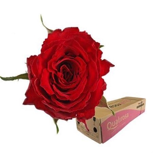 R Gr Madam Red -in box