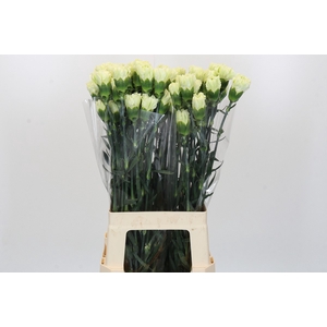 Dianthus St Lady Midori