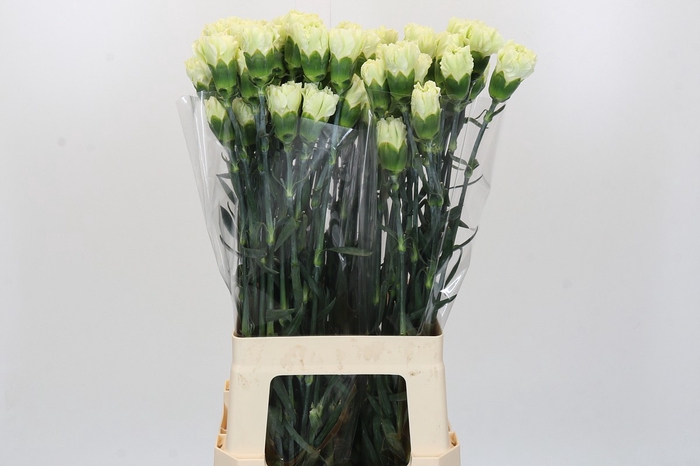 <h4>Dianthus St Lady Midori</h4>