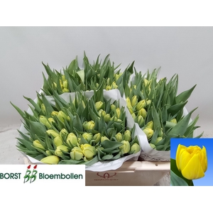 TU DU DOUBLE TROUBLE