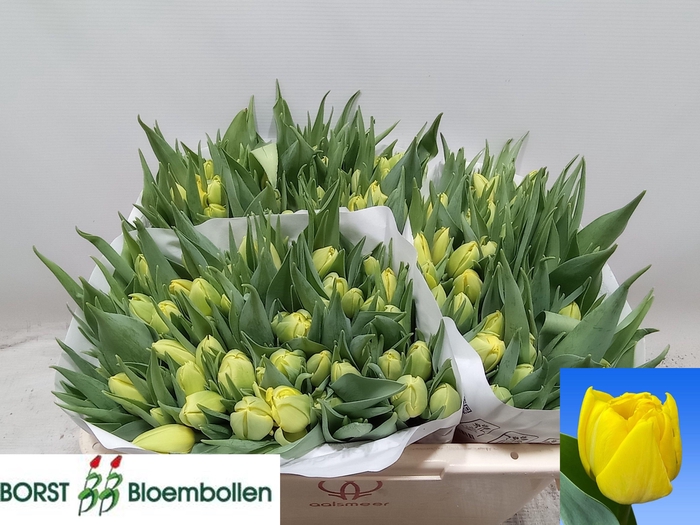 <h4>TU DU DOUBLE TROUBLE</h4>