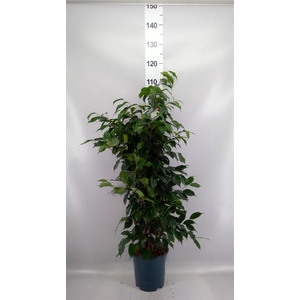 Ficus benja. 'Danielle'