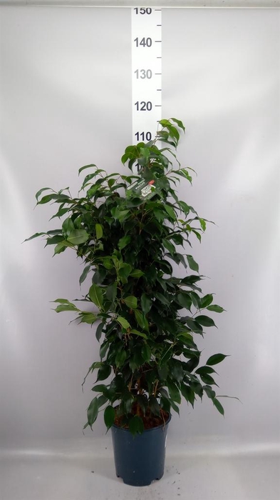 <h4>Ficus benja. 'Danielle'</h4>