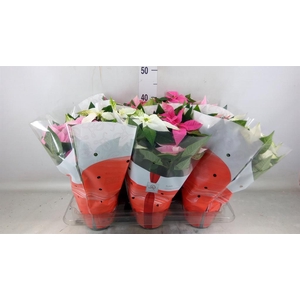 Euphorbia pulc. 'Princ'  ..mix