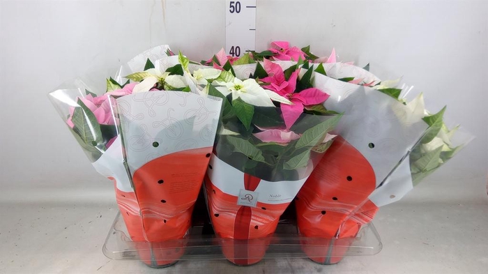 <h4>Euphorbia pulc. 'Princ' ..mix</h4>