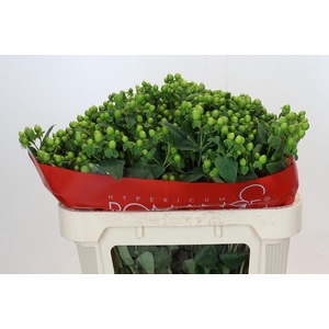 Hypericum Jungle Romance Spray