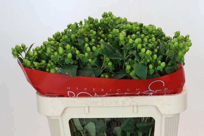 <h4>Hypericum Jungle Romance Spray</h4>