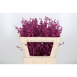 Ilex Kl Bh Metallic Erika