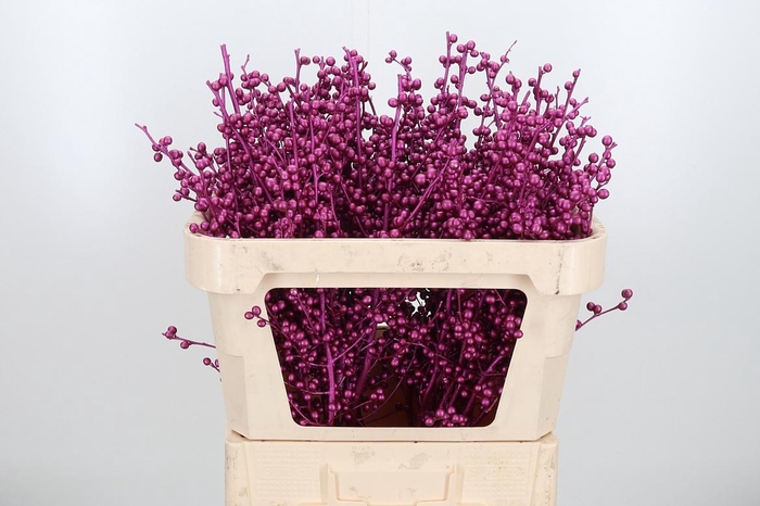 <h4>Ilex Kl Bh Metallic Erika</h4>