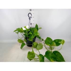 Epipremnum pinn. 'Aureum'  HG