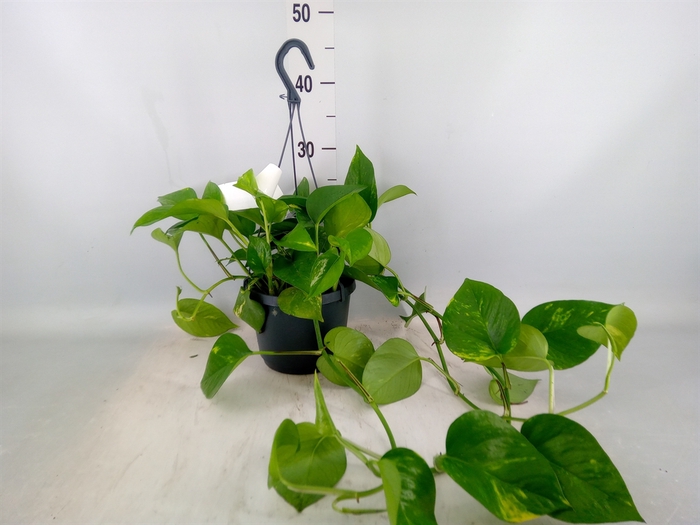 <h4>Epipremnum pinn. 'Aureum'  HG</h4>