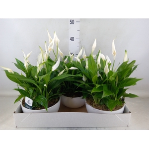 Spathiphyllum  'Pearl Cupido'