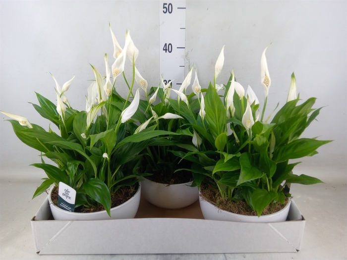<h4>Spathiphyllum  'Pearl Cupido'</h4>