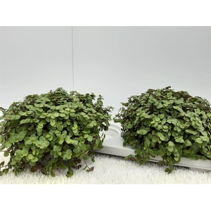 CALLISIA REPENS