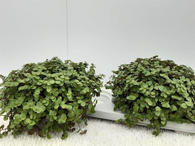 CALLISIA REPENS
