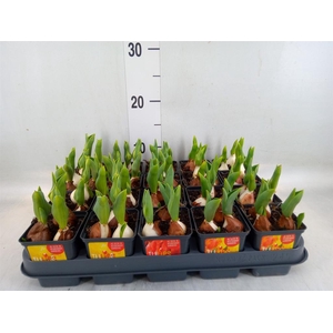 Tulipa DU 'Baby'   ...mix