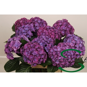 HYDR M ROY ANASTA RS